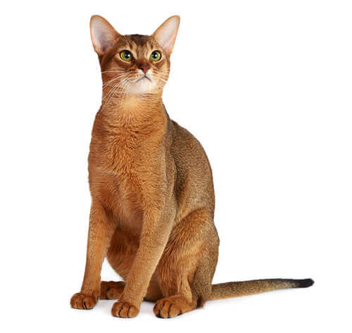 50 2023 Thailand Pet Center   CAT HERO 0000 Abyssinian 